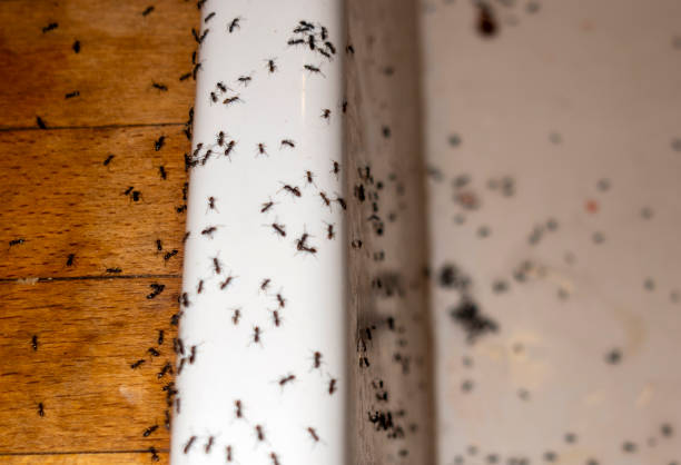 Best Flea Control Services  in Las Palmas Ii, TX