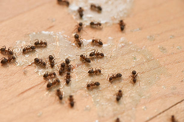 Wasp Removal Services in Las Palmas Ii, TX