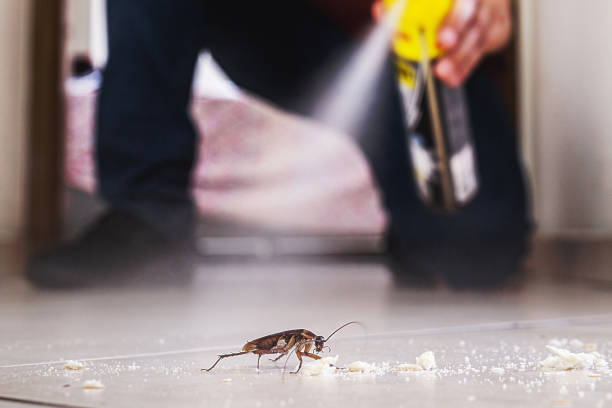 Best Ant Control Services  in Las Palmas Ii, TX